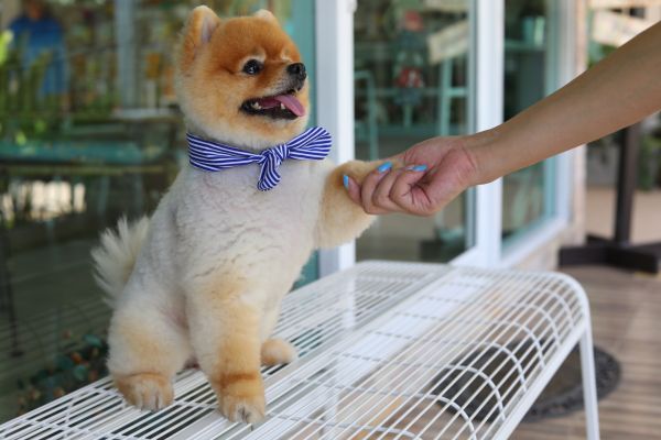 Boone Pets
