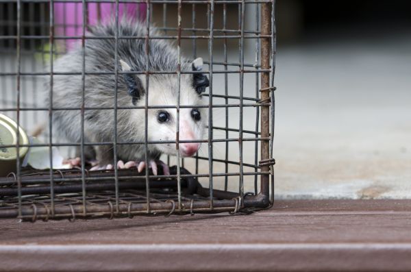 Boone Wildlife Removal