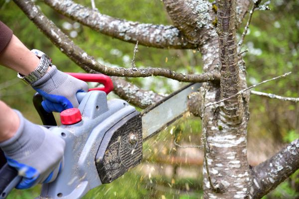 Boone Tree Trimming