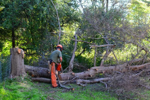 Boone Tree Removal